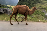 Xuất hiện 2 con lạc đà đi lạc ở Cao Bằng