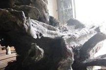 Giám định gốc sưa “khủng” tiền tỷ 