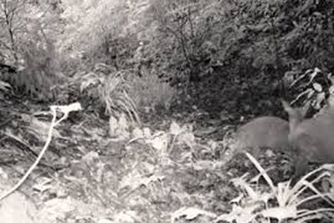 Một người tử vong khi đi săn thú rừng