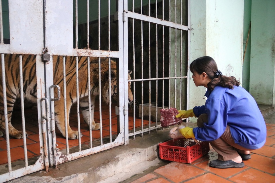 Một ngày làm việc của các bảo mẫu chăm sóc thú dữ - 9 Một ngày làm việc của các bảo mẫu chăm sóc thú dữ - 9