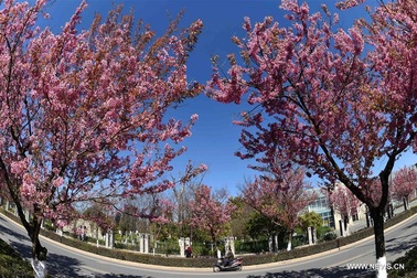 Mê đắm cảnh sắc hoa đào bung nở giữa tiết trời xuân