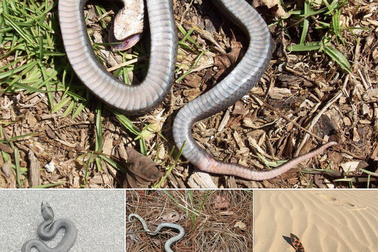 Kì lạ loài rắn biết “giả chết” ở Mỹ