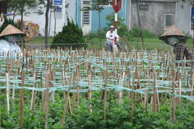 Nhà vườn thấp thỏm mùa hoa Tết