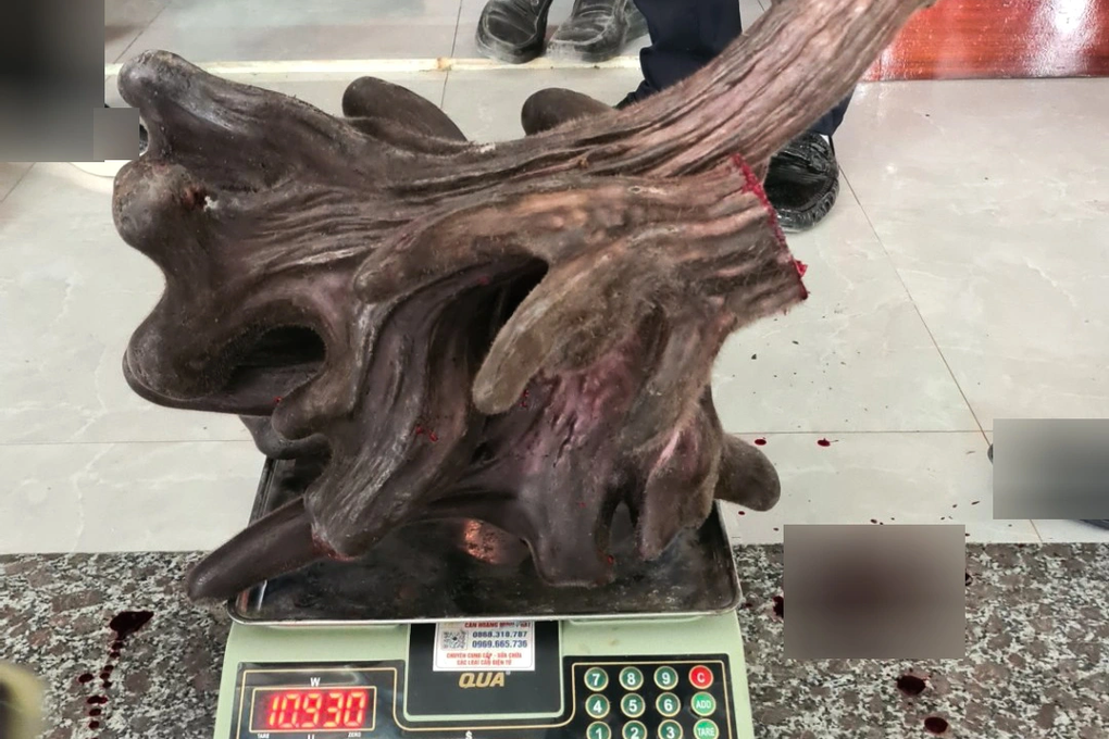 Anh nông dân bán cặp nhung nai siêu khủng, đếm trăm triệu tiền tươi - 3 Anh nông dân bán cặp nhung nai siêu khủng, đếm trăm triệu tiền tươi - 3