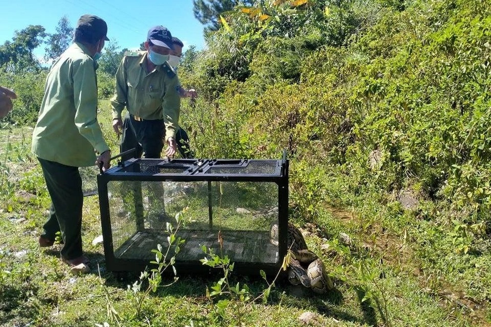Trăn gấm quý hiếm nặng 17 kg đi lạc giữa phố Đà Nẵng - 1 Trăn gấm quý hiếm nặng 17 kg đi lạc giữa phố Đà Nẵng - 1