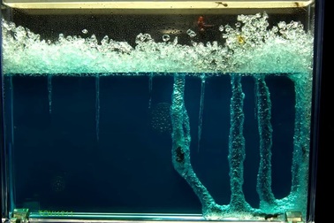 Tua nhanh quá trình xây tổ của loài kiến trong 52 ngày.