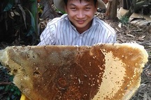 Chua chát nghề săn mật ong
