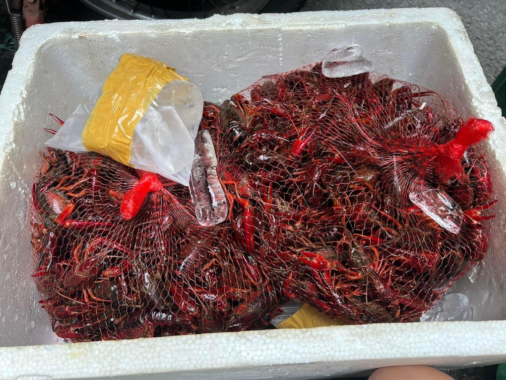 Tôm hùm đất Trung Quốc cấm nhập: Chợ mạng sôi động, giao hàng toàn quốc - 1 Tôm hùm đất Trung Quốc cấm nhập: Chợ mạng sôi động, giao hàng toàn quốc - 1
