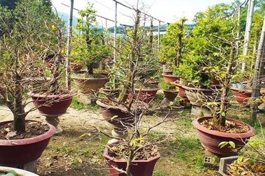 Thâm nhập những vườn mai “bạc tỷ” ở phố biển Nha Trang