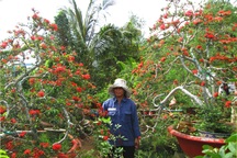 Cây kiểng bông trang chơi tết có giá nghìn “đô”