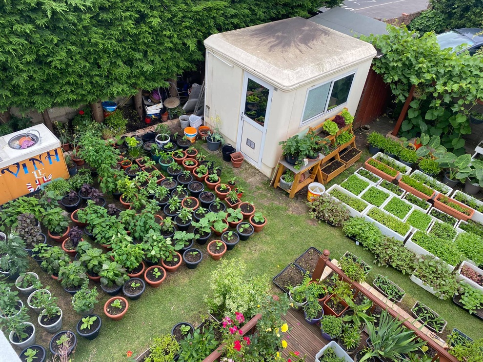 Những khu vườn sum suê rau, trái của các ông bố Việt ở trời Tây - 5 Những khu vườn sum suê rau, trái của các ông bố Việt ở trời Tây - 5