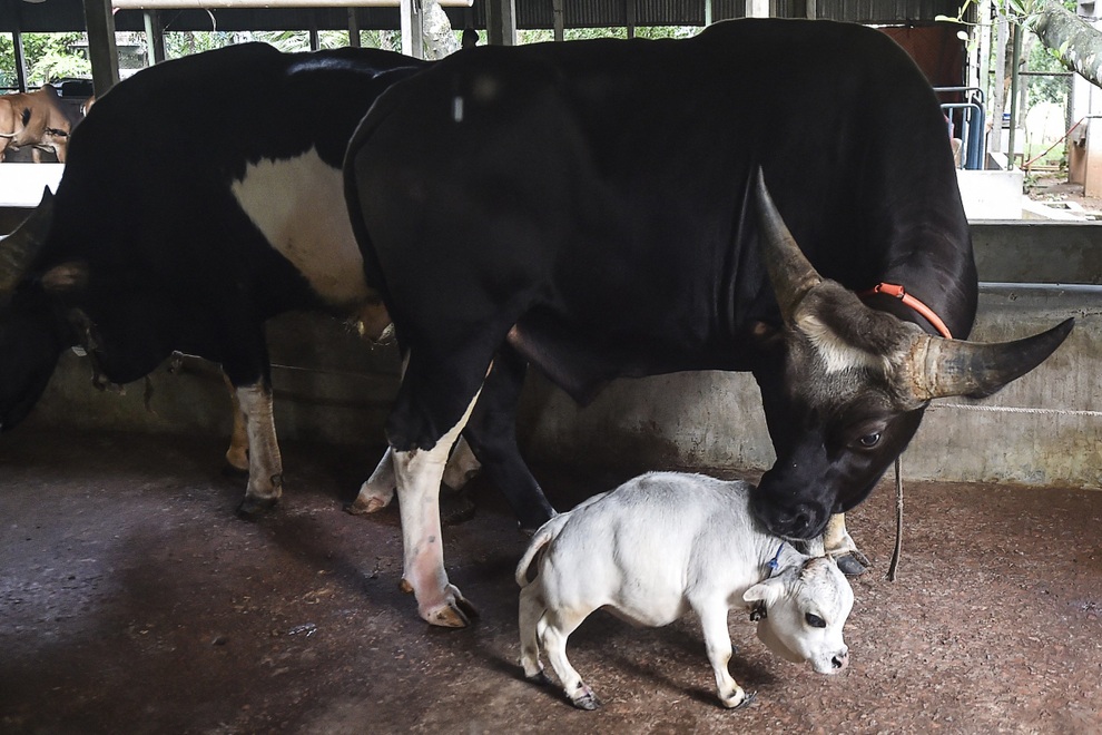 Bò tí hon nhỏ nhất thế giới, con trưởng thành chỉ cao hơn 50cm - 2 Bò tí hon nhỏ nhất thế giới, con trưởng thành chỉ cao hơn 50cm - 2