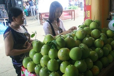 Thủ quỹ HTX chiếm đoạt tiền dự án "quả thanh trà Huế"