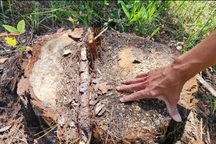 Hàng chục gốc thông cổ thụ bị chặt hạ ở Lâm Đồng