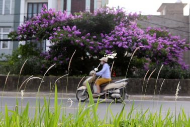 Ngắm hoa bằng lăng nở tím trời Hà Nội