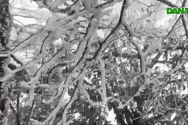 Băng giá bao phủ trắng xóa trên đỉnh Phja Oắc