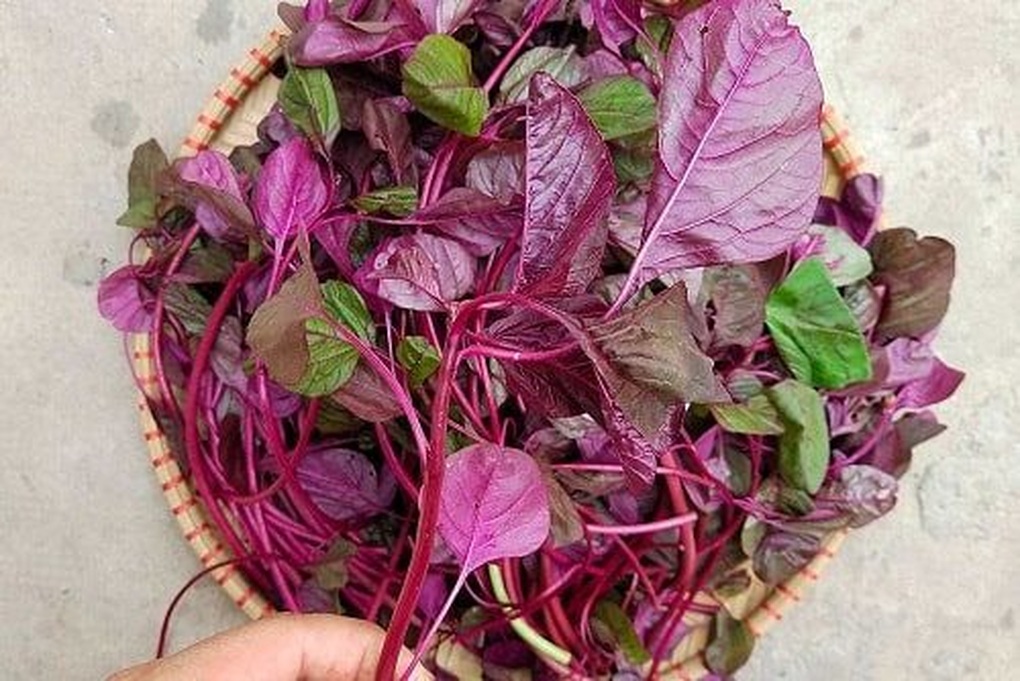 Las verduras de larga duración cuestan solo unos miles cada una y rara vez se rocían con pesticidas. Loại rau trường thọ chỉ vài nghìn một mớ, ít bị phun thuốc sâu - 1