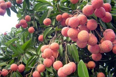 Vải, nhãn Việt mất 12 năm tìm đường sang Úc, Mỹ