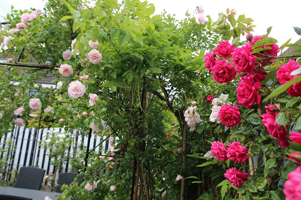 Chồng mất 8 năm, mẹ nói lời cay nghiệt khi tôi xin tái giá - 1 Chồng mất 8 năm, mẹ nói lời cay nghiệt khi tôi xin tái giá - 1