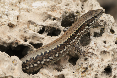 Tìm thấy những con giun ký sinh trong não của phôi thằn lằn