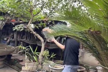 Màn phối hợp ăn ý để xử lý tổ ong trong vườn nhà