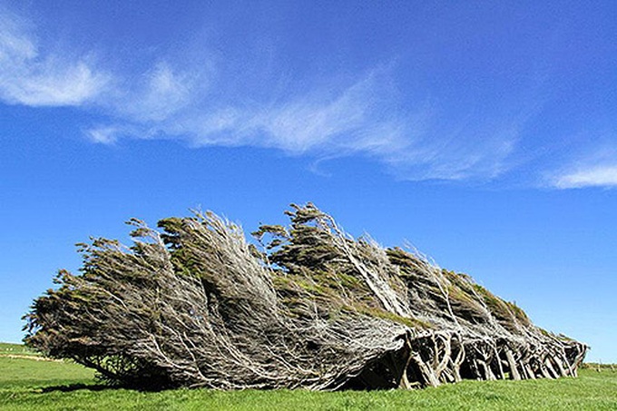 Cây bão táp ở đảo Nam của New Zealand.