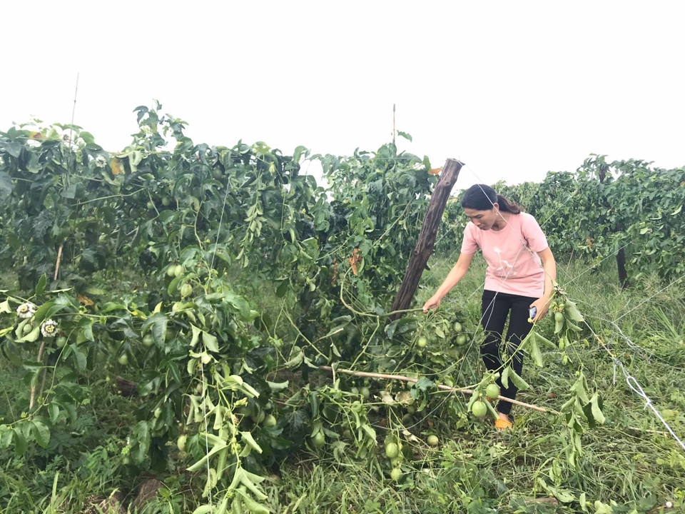 Vườn chanh dây 1,5ha bị phá hại tan tành trong đêm - 1 Vườn chanh dây 1,5ha bị phá hại tan tành trong đêm - 1