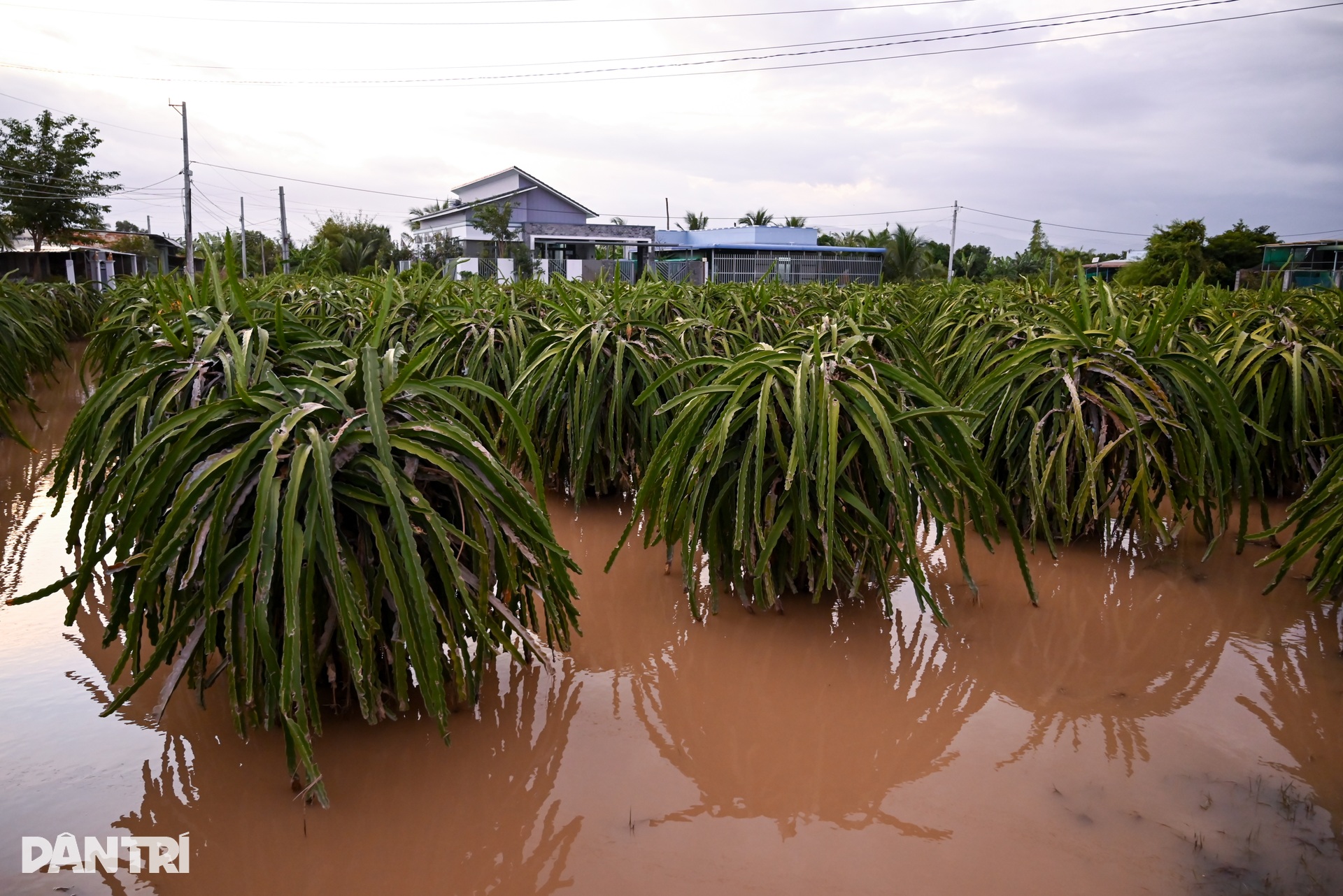 Lũ gây mất mùa, nông dân vùng Bình Thuận hết ngóng Tết - 6 Lũ gây mất mùa, nông dân vùng Bình Thuận hết ngóng Tết - 6