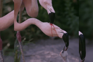 Điều bất ngờ ẩn sau hành động "gây sốc" của hồng hạc