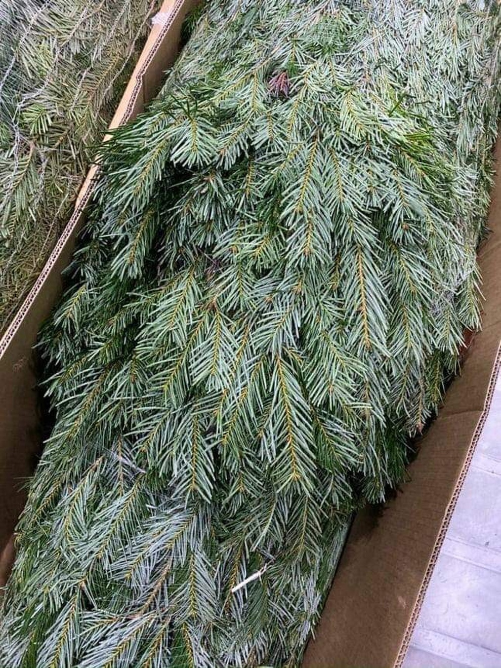 Thông Noel đi máy bay về Việt Nam giá chục triệu đồng/cây vẫn hút khách - 5 Thông Noel đi máy bay về Việt Nam giá chục triệu đồng/cây vẫn hút khách - 5