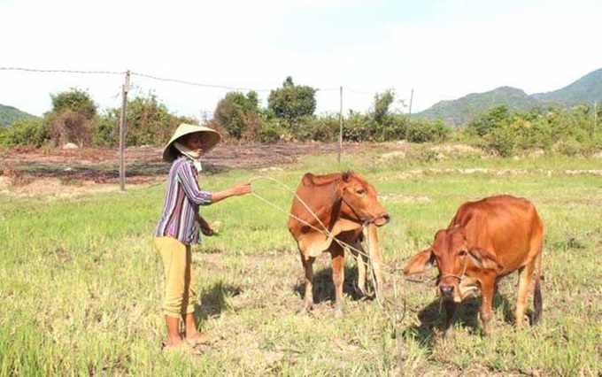 Mô hình hỗ trợ sinh kế giúp hộ nghèo phát triển chăn nuôi
