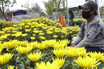 "Ế" hoa Tết, dân buôn thà đập chậu bỏ chứ không bán tháo