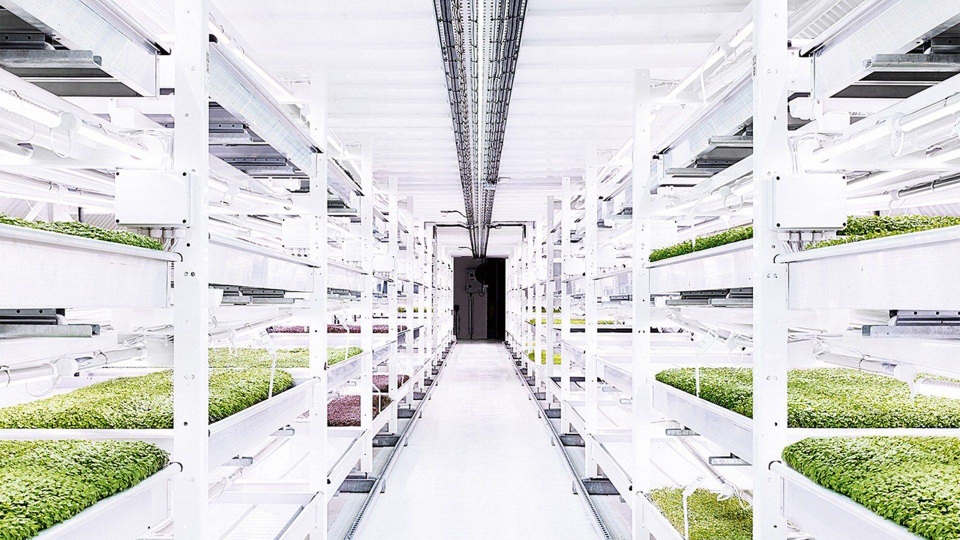 Kinh ngạc nông trại hiện đại ở độ sâu 33m, trồng rau không cần đất - 4