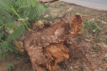 Cây phượng đổ đè chết nữ điều dưỡng