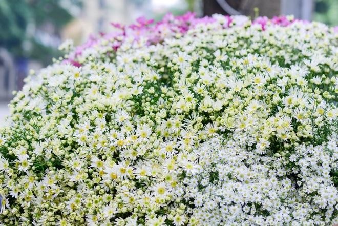 Cúc họa mi đầu mùa: Dân buôn hét giá cả trăm ngàn một bó vẫn cháy hàng - 4 Cúc họa mi đầu mùa: Dân buôn hét giá cả trăm ngàn một bó vẫn cháy hàng - 4