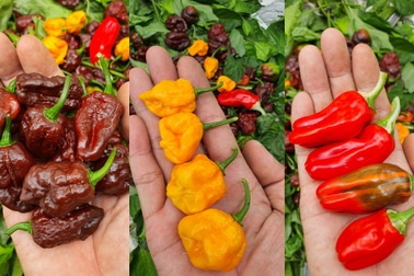 Hướng dẫn viên du lịch làm vườn trồng hàng chục giống ớt độc lạ ở Sài Gòn