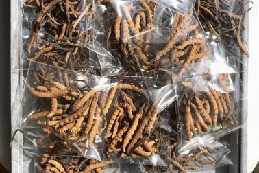 Sâu cỏ Tây Tạng 2,2 tỷ/kg: Gói quà Tết đắt ngang căn hộ