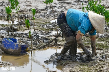 Săn loài cá biết leo cây, ngư dân kiếm nửa triệu đồng mỗi ngày