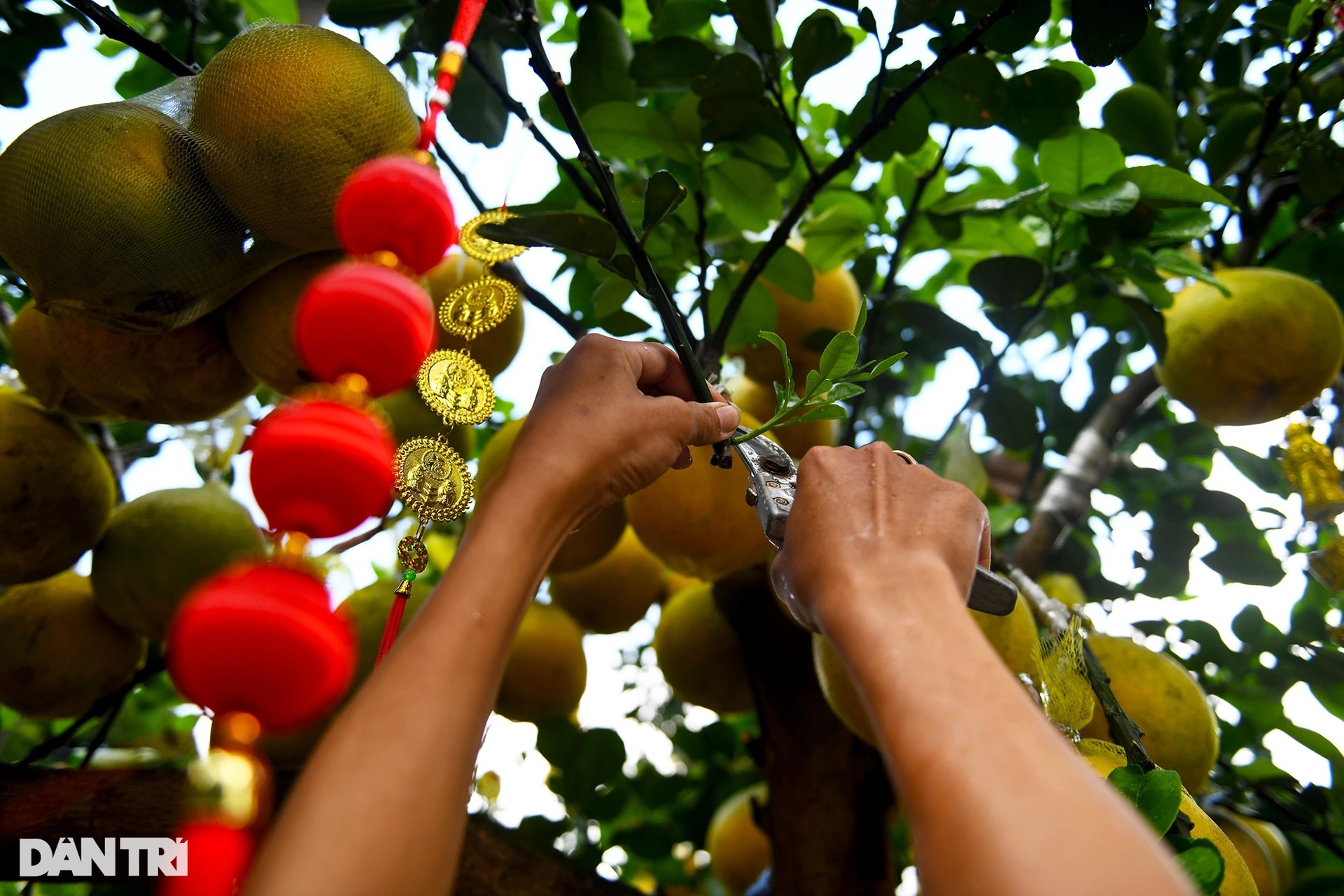 Hàng trăm cây bưởi Diễn vượt gần 2.000 km về TPHCM bày bán dịp Tết - 9 Hàng trăm cây bưởi Diễn vượt gần 2.000 km về TPHCM bày bán dịp Tết - 9