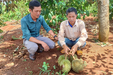 Sau một cơn mưa, nông dân trồng sầu riêng mất trắng 500 triệu đồng