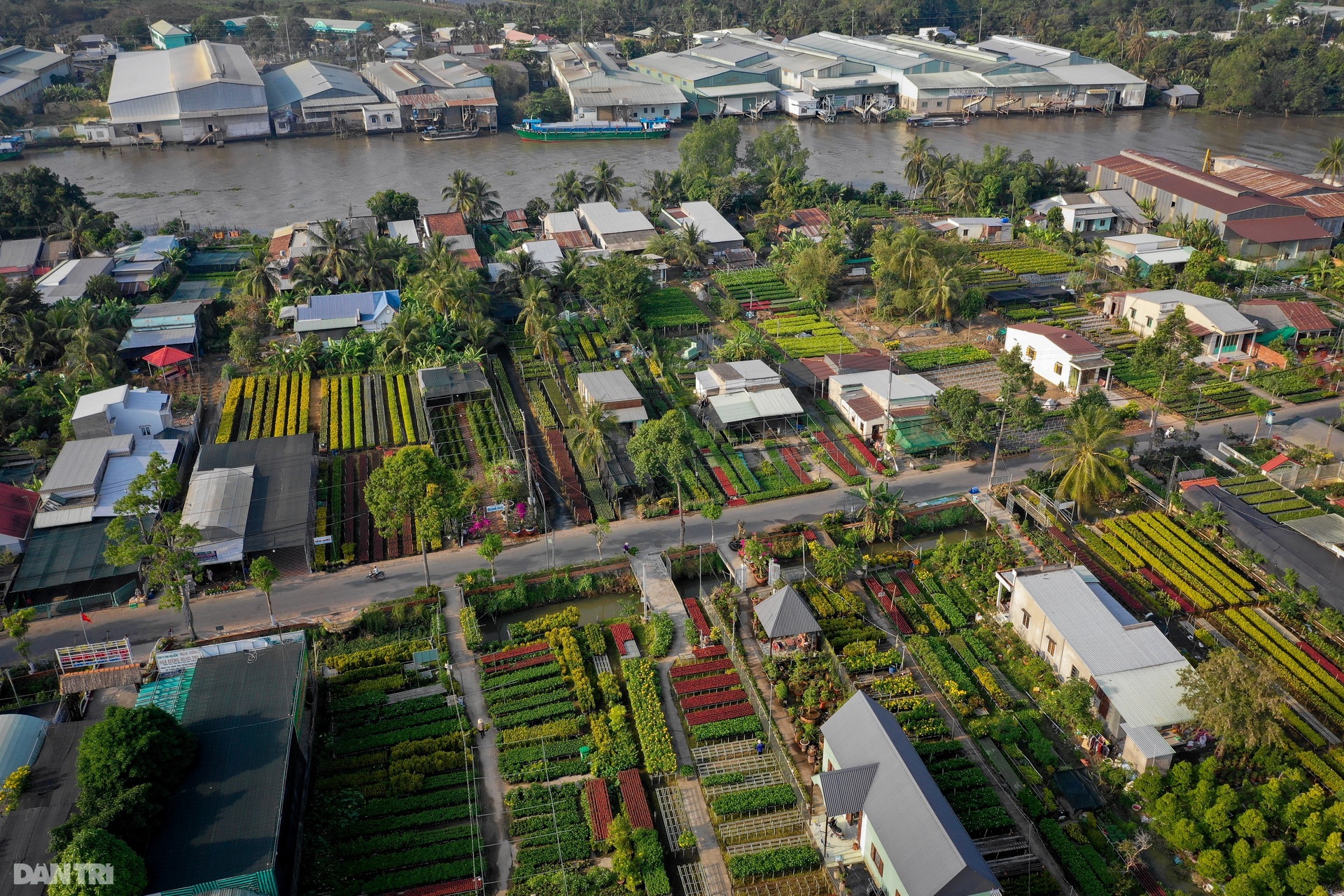 Làng hoa lớn nhất miền Tây vào vụ Tết - 1