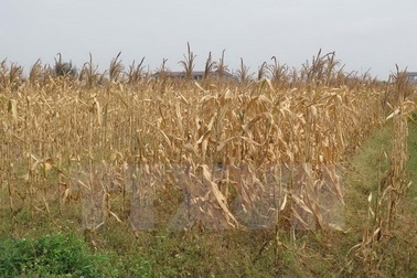 Nghệ An lần đầu tiên công bố loại hình thiên tai do hạn hán