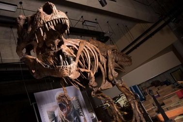 Phát hiện hoá thạch loài khủng long ăn thịt lớn nhất thế giới ở Canada