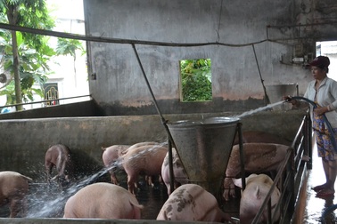 Giá heo tăng “kinh hoàng” mà chẳng hiểu vì sao