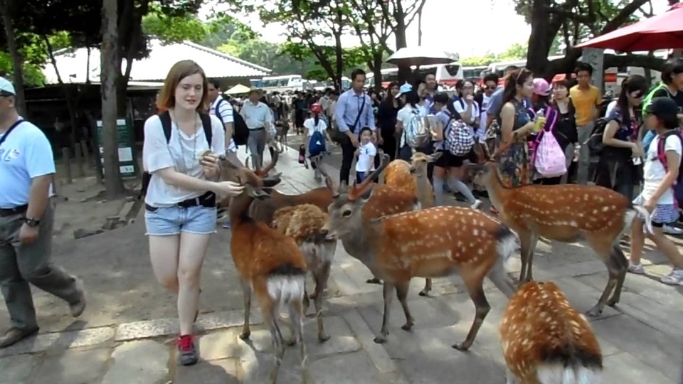 Hươu nai đói kém giữa mùa dịch tràn vào khu dân cư để xin ăn - 1 Hươu nai đói kém giữa mùa dịch tràn vào khu dân cư để xin ăn - 1