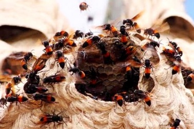 Bị ong chích hơn 150 mũi, một bệnh nhi thoát chết nhờ lọc máu