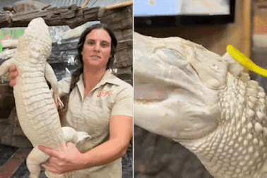 Biểu cảm sảng khoái của cá sấu bạch tạng khi được "gãi đúng chỗ ngứa"