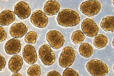 Chuyển đổi tế bào gốc của con người có thể điều trị được bệnh tiểu đường