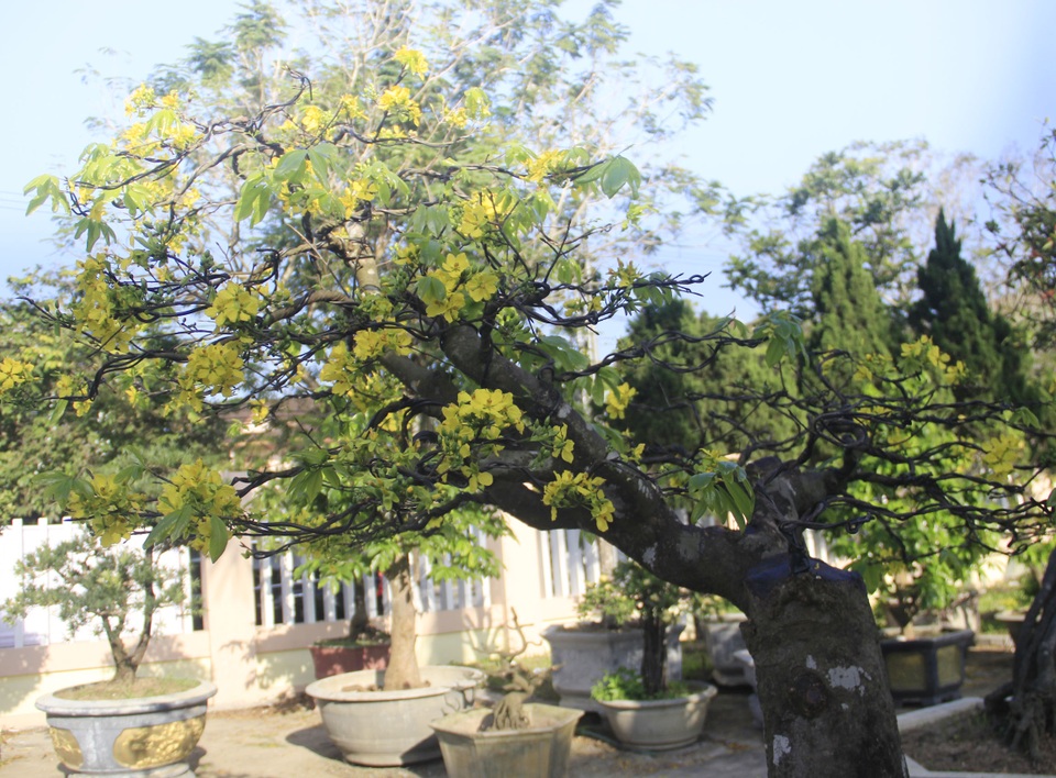 Cận cảnh “cụ” mai hơn 100 tuổi giá 2,4 tỷ đồng - 11 Cận cảnh “cụ” mai hơn 100 tuổi giá 2,4 tỷ đồng - 11