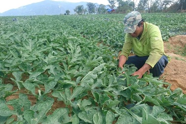 Ninh Thuận: Dưa Tết đã mất mùa còn mất giá